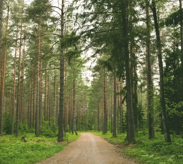 Skogsväg