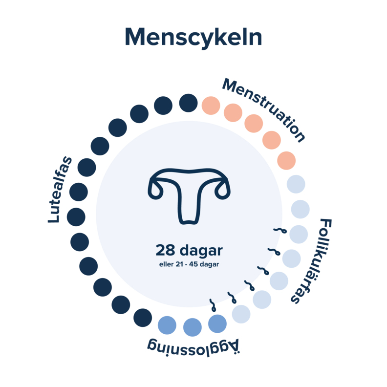 Menscykeln - Webb.jpg En visuell bild på menscykelns faser som vanligtvis är ca 28-35 dgr. Menstruation dag 1-5, Follikulärfas dag 6-12, Ägglossning dag 13-15, Lutealfas dag 16-28
