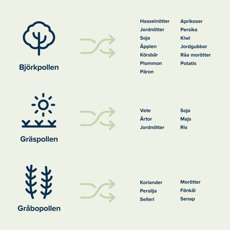 Illustration som visar korsallergi för björkpollen, gräspollen och gråbopollen